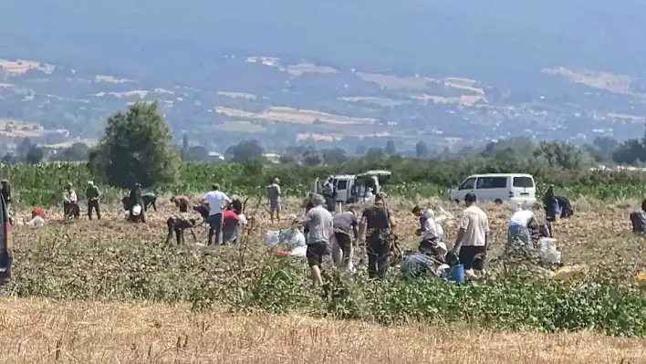 Yetiştirdiği patatesleri ücretsiz dağıttı