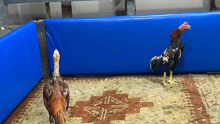 Sivil Polisler Horoz Dövüşünü Kayda Aldı