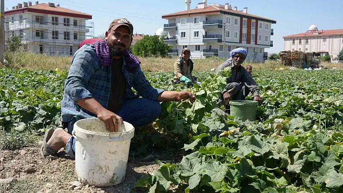 Rekor sıcaklara rağmen o sebzenin hasatı sürüyor!