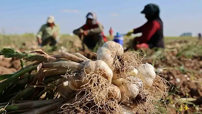 Aksaray sarımsağının hasadı başladı
