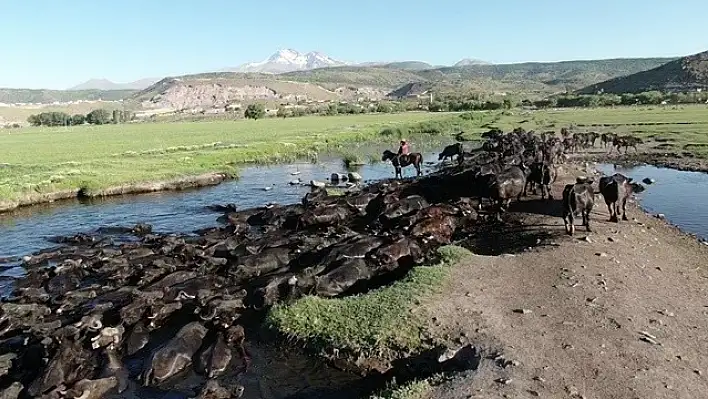 Sahipleri 'yaşlandı' diye ölüme terk etti, onlar yeniden doğdu!