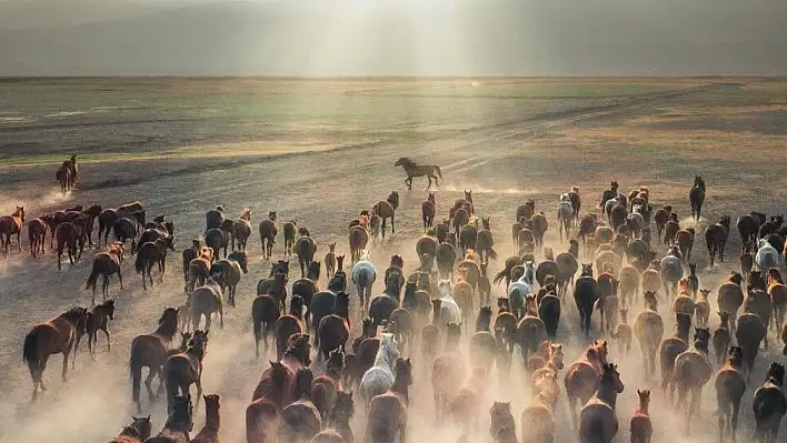 Sahipsiz Atlardan Görsel Şölen! Turizme Katkı Sağlıyorlar…