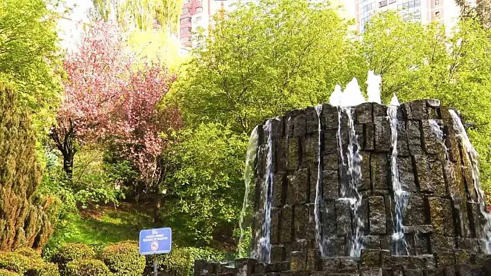 Sakuralar görenleri büyüledi!