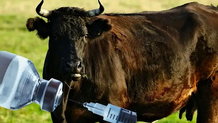 'Şap aşısı hayvanları hasta ediyor' iddiasına bakanlıktan net yanıt!