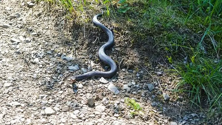 Sıcak hava yılanları harekete geçirdi: Kayseri'de tehlike büyüyor mu?