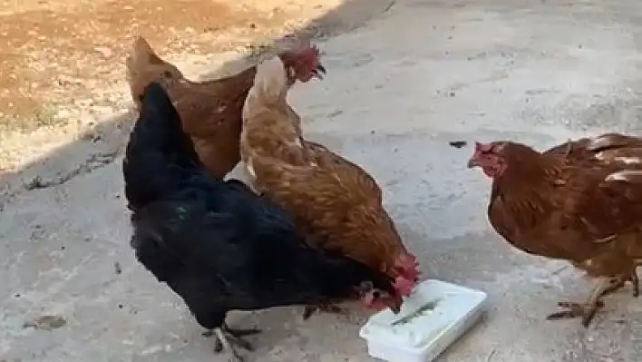 Sıcaktan bunalan tavuklara Maraş dondurması!