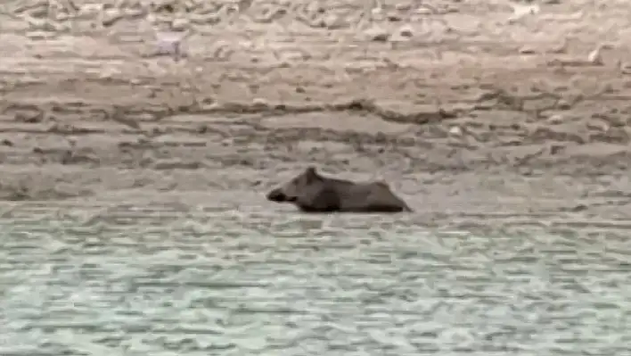 Sıcaktan bunalan yaban hayvanları çareyi gölde buldu!