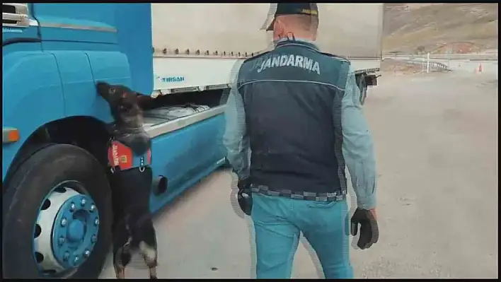 Tütün Tespit Köpeği Kaçak Sigarayı Yakaladı