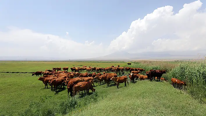 Sınır hattındaki otlaklar değerlendiriliyor