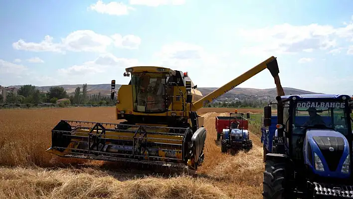 Sivas Cumhuriyet Üniversitesi'nde yulaf ve buğday hasadı başladı