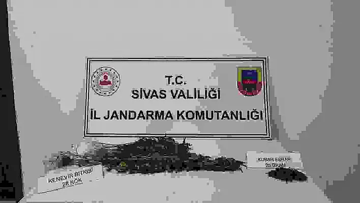 Sivas'ta 28 kök kenevir bitkisi geçirildi