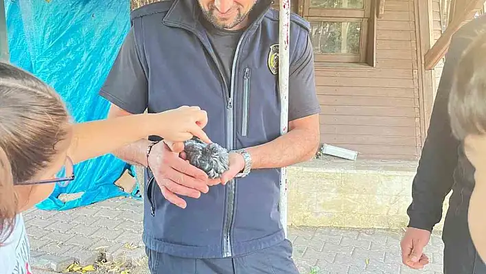 Sivas'ta süs havuzunda kuş mahsur kaldı