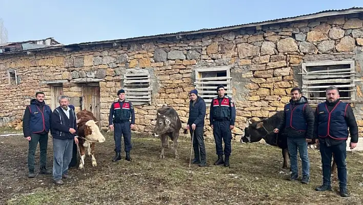 Sivas'ta büyükbaş hırsızlığına darbe - Cezaevine gönderildiler