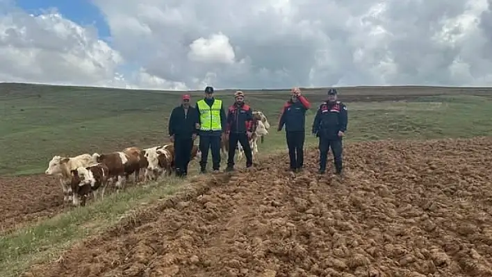 Sivas'ta kaybolan 9 büyükbaş hayvan, dronla bulundu!