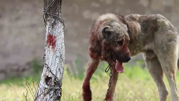 Sokak köpeği dehşeti! Önce çocuğu ısırdı, sonra bir başka köpeği boğdu