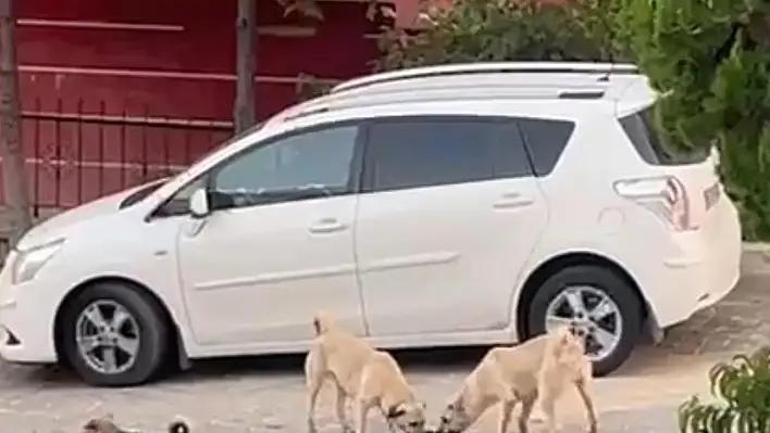 Sokak köpekleri  kediye saldırdı: Görüntüler kameraya yansıdı!