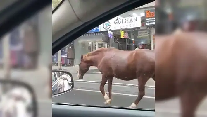 Sokakta başıboş gezen atlar şaşkınlığa neden oldu!