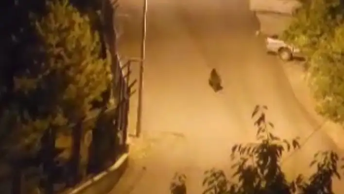 Sokakta gezen ayı görüntülendi