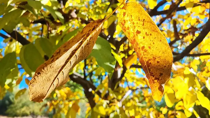 Adana'da doğa sonbaharın tüm renklerini sergiliyor