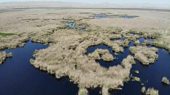 Sultan Sazlığı'nda işler karıştı! Kuşların yerini artık o hayvanlar aldı...