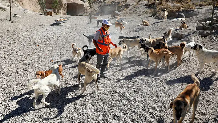 Talas Pati Evi yıllardır hayvanlara yuva oluyor