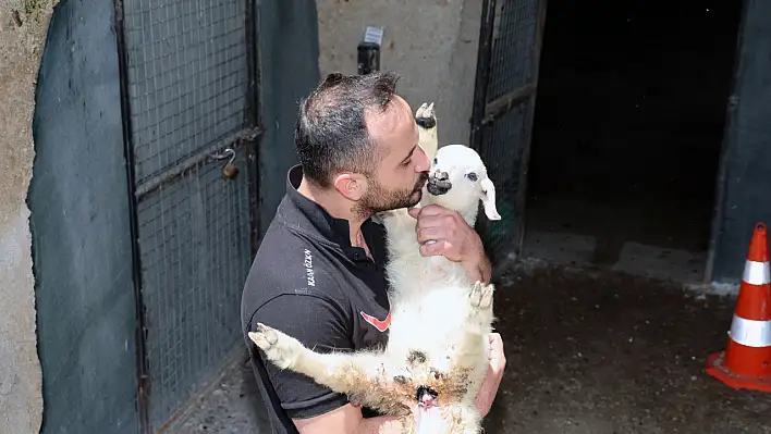 Talas'ta duygulandıran bayram hikayesi: Koyunlar sahiplerine teslim edildi