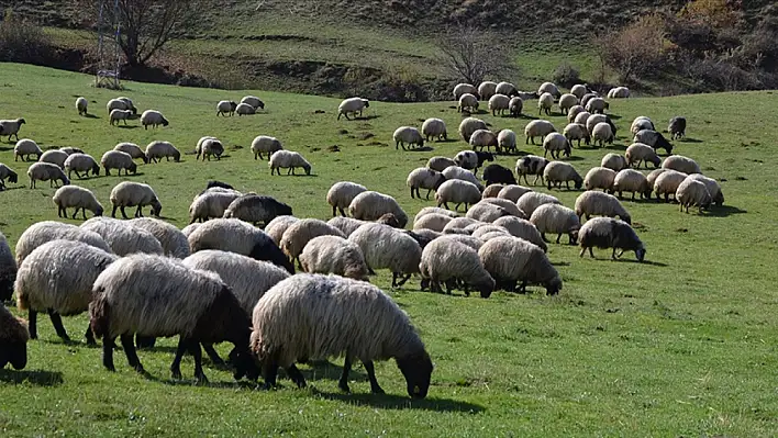 Tarım ve Orman Bakanlığı'ndan yeni uygulama!