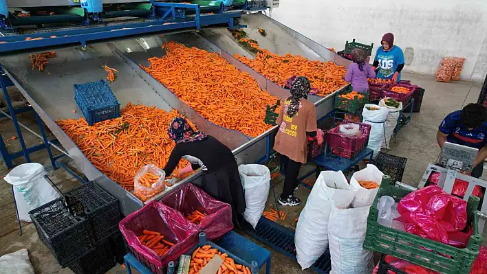 Havuçların yüzde 90'ı kadınların ellerinde...