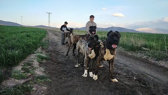 Tomarza Çapar Köpekleri tescilleniyor