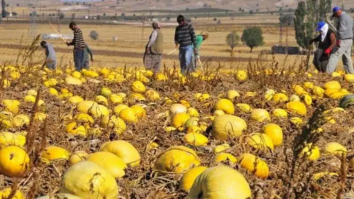 Tomarza'da hasat başladı