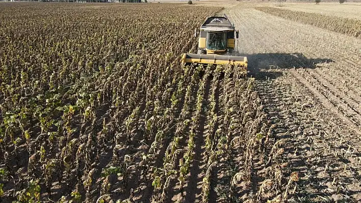 Tomarza'da hasat başladı!