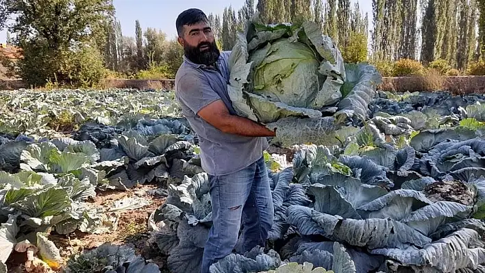 Tomarza'da organik lahanaya büyük ilgi