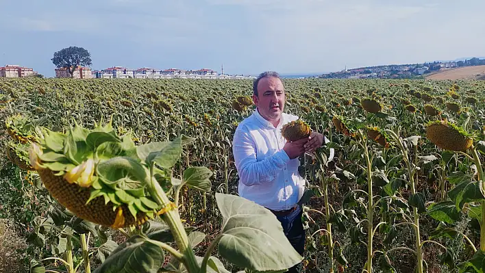 Trakya Kalkınma Ajansı'nın Destekleriyle Yerli Ayçiçeği Yaygınlaşıyor