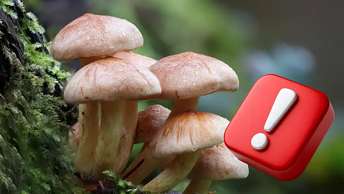 Türkiye'de hangi zehirli mantar türleri görülüyor? Bakanlık paylaştı…