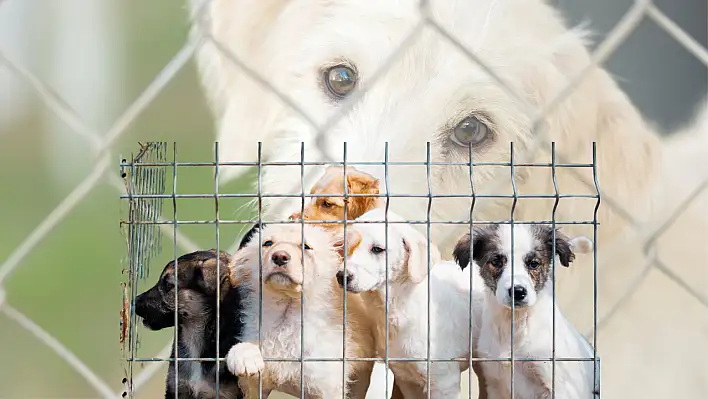 Türkiye'de parmakla gösterilen o projede: Yeni adım!