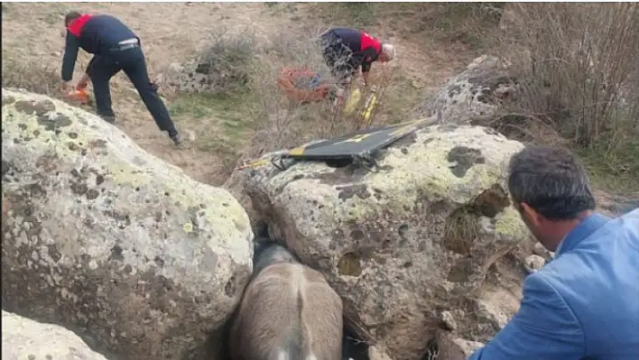 Ürgüp'te tosun kurtarma operasyonu