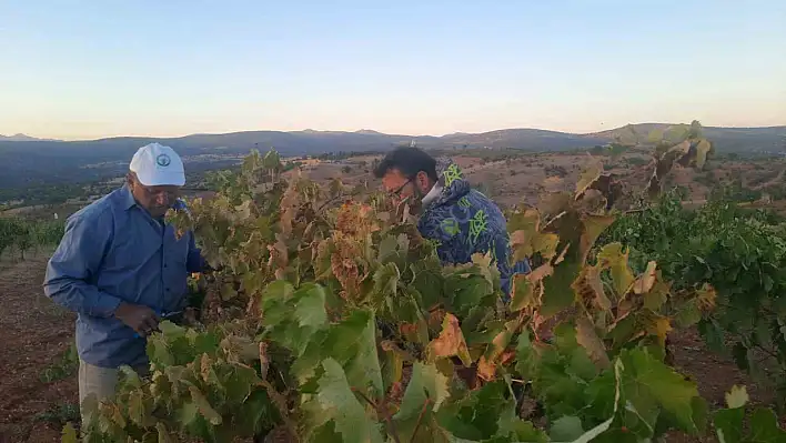Konya'da Bağcının Sıfır Maliyetli Kuş Savar Mücadelesi
