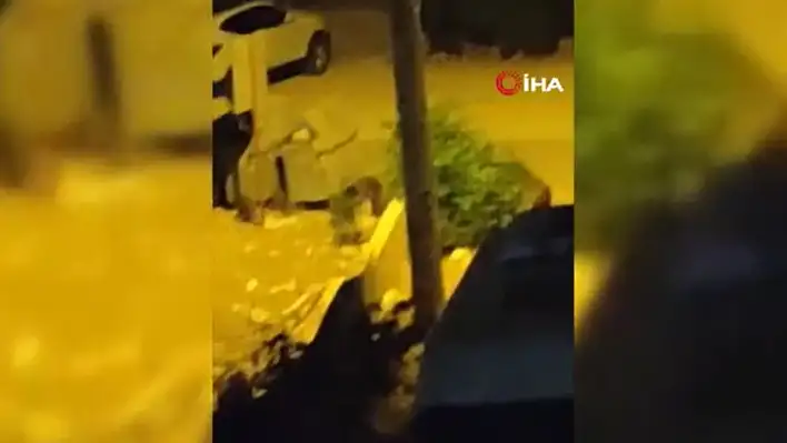 Yaban domuzları şehir merkezine indi!