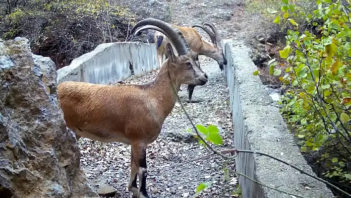 Yaban hayatı köprüsü, belgeselleri aratmadı