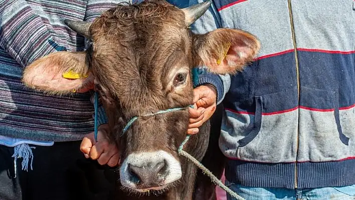 Yahyalı'da kurban kesimi için geri sayım: Küpe şart, kesim fiyatları belli oldu!