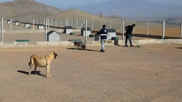 Yahyalı'da sokak hayvanları için örnek proje hayata geçti