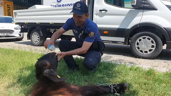 Yaralı kurbanlığa polis yardımı