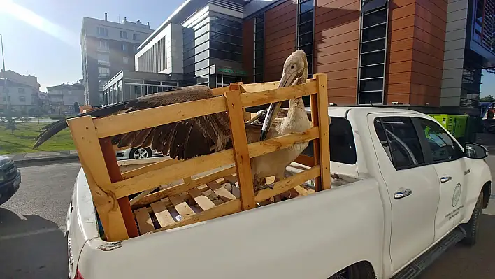 Kayseri'de yaralı pelikan bulundu