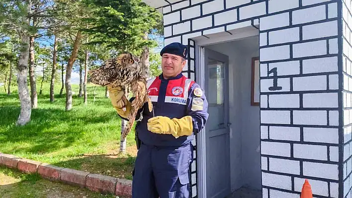 Tel Örgülere Takılan Puhu Kuşunu Jandarma Ekipleri Buldu