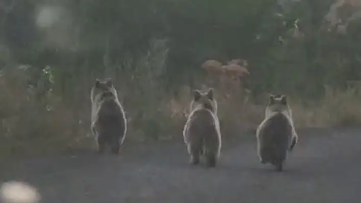 Yavru ayılar otomobilin önünü kesti!