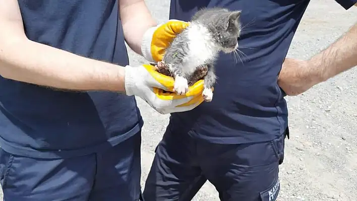 Yavru kediyi bakın nasıl kurtardılar