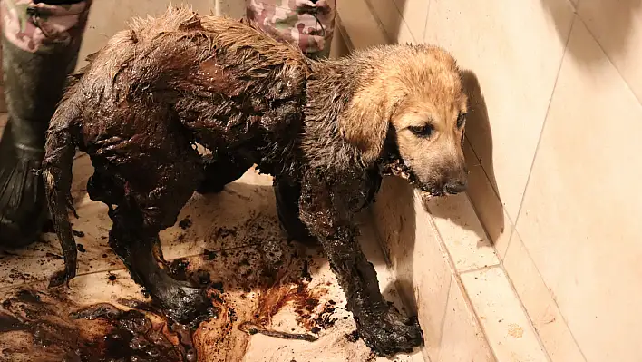 Yavru köpeklerin mucize kurtuluşu!