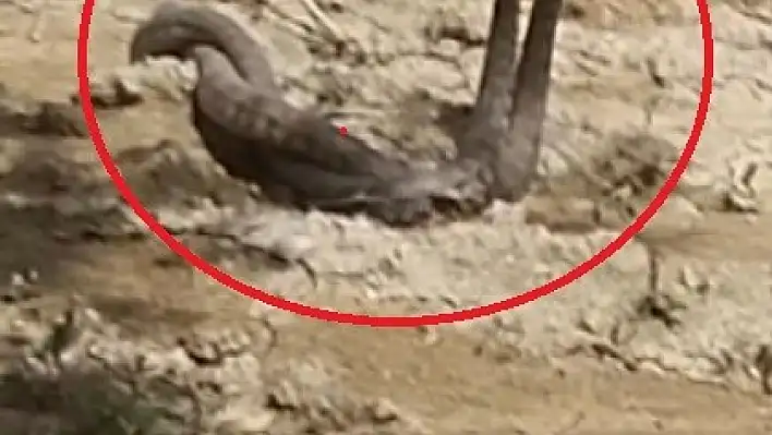 Yılanlardan çiftleşme dansı