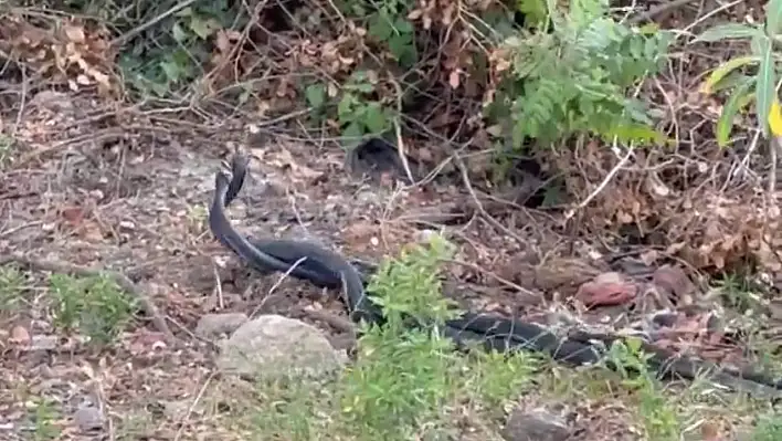 Adana'da karayılanların çiftleşme dansı kamerada!