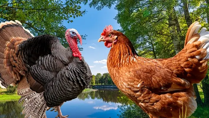 Yılbaşı geçti fiyatlar düştü- Marketlerde bir garip durum!